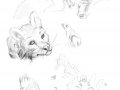 Animal_anatomy_doodlepage_1_by_Theshadowdragon.jpg